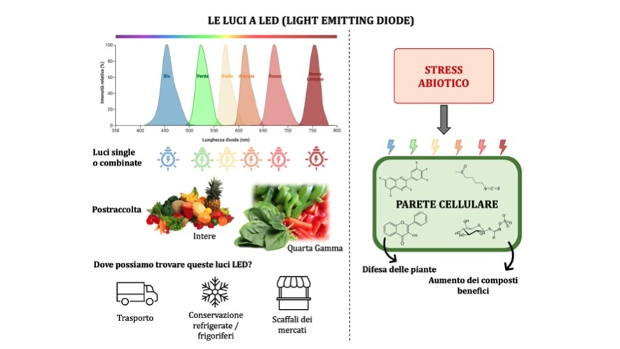 Optimizando-la-calidad-de-los-productos-IV-gama-mediante-la-aplicación-de-luz-LED.jpg