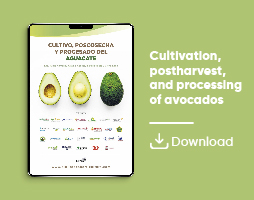 Cultivation, postharvest and processing of avocados