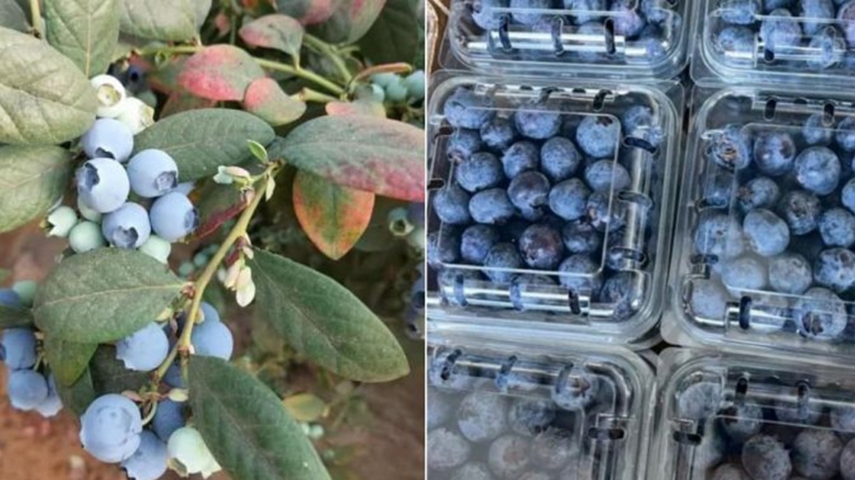berries-postharvest-arrival-quality-blueberries.jpg