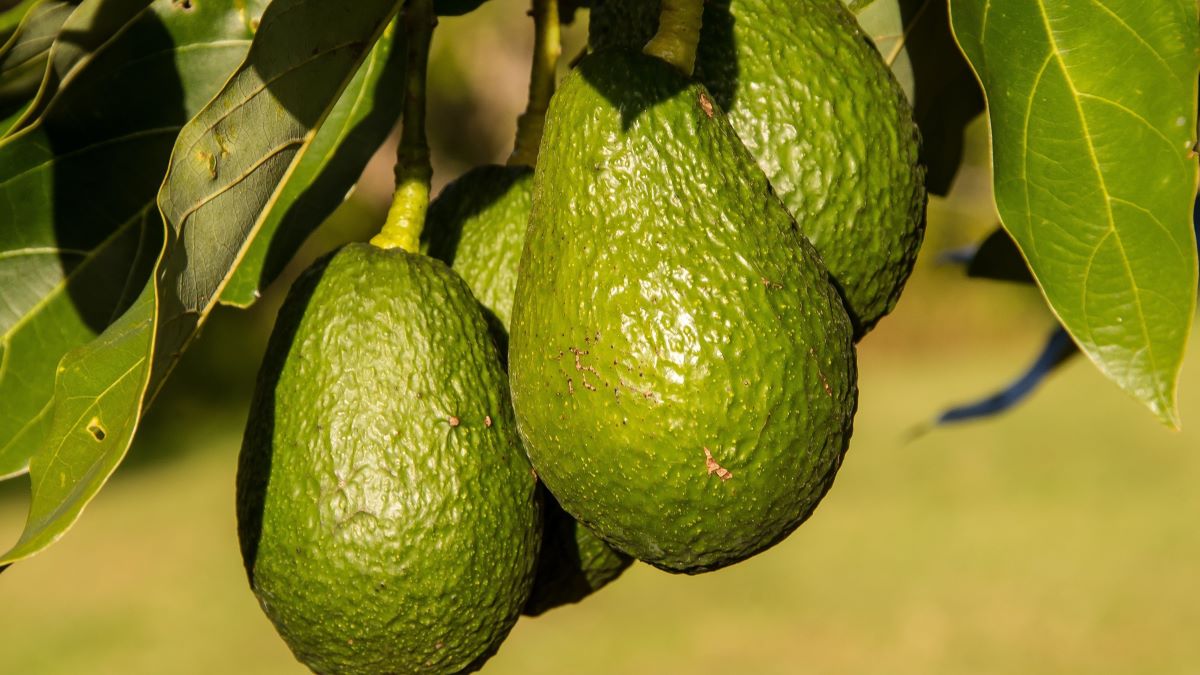MRI detection of ripening and fungal rot in Hass avocados