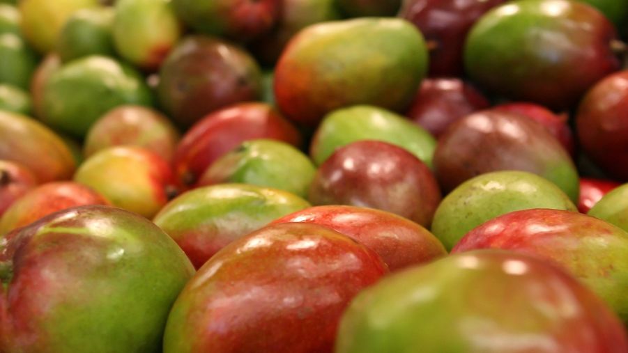 mango.jpg