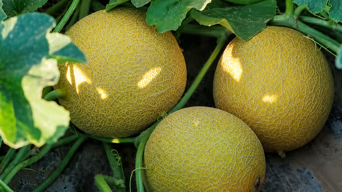 global-melon-watermelon-event-2026-melon-rijk-zwaan.jpg