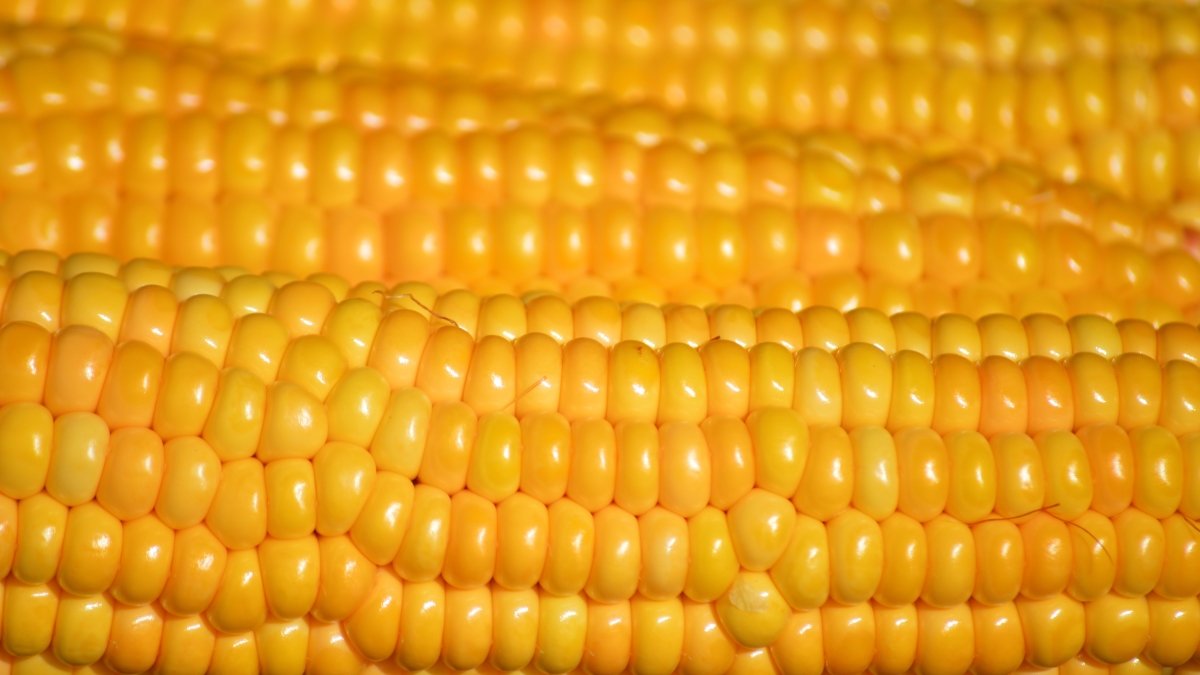 neelam279-corn-9822476.jpg