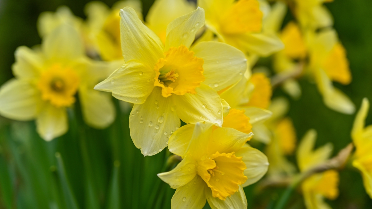 akirevarga-wild-daffodils-7106921.jpg