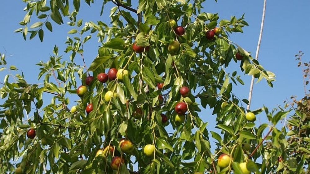 arbol-1.jpg