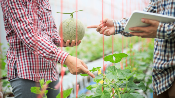 ZERYA.png