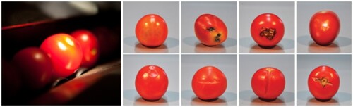 Cherry Tomato Vision 2, to detect cherry tomatoes quality