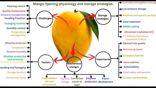 Strategies for ripening, quality and storage of mango