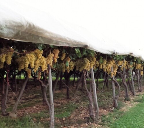 For plastic canopy covers in table grapes, white covers seems to be ...