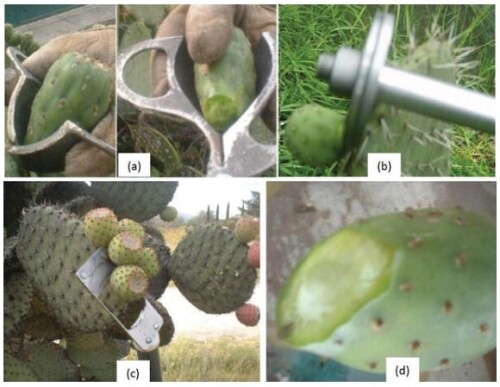 Cauterizer technology may extend cactus pear shelf life till 2 months