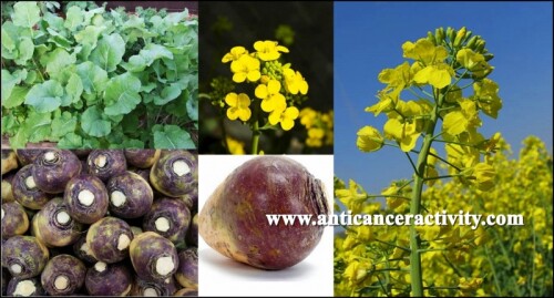 Effects of soil type and fertilization on yield, chemical parameters ...