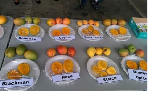 Mangoes covered with beeswax and starch composite had the best quality