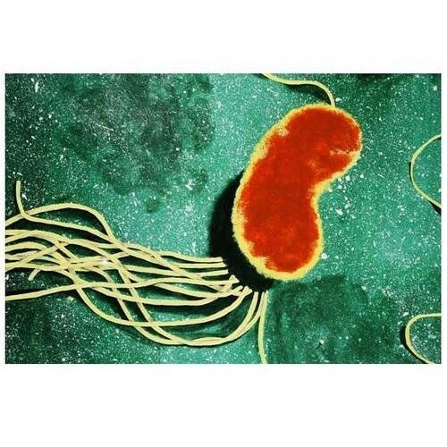 Positive effects of Pseudomonas fluorescens to control Botrytis cinerea ...