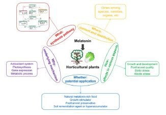 Review about melatonin in plants