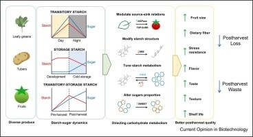 Starch and sugars determine shelf life in high- and low-starch produce