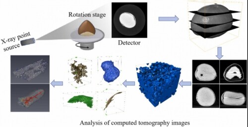 X-ray computed tomography to assess internal chestnut quality