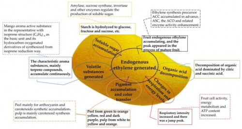 Review about mango postharvest physiology and storage technology