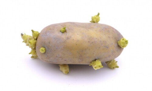 Effective zein-based germination inhibitor for potatoes