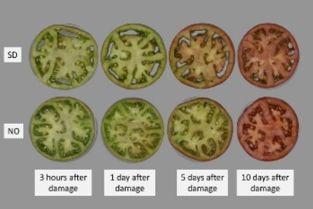 Damage to intact fruit affects quality of slices from ripened tomatoes