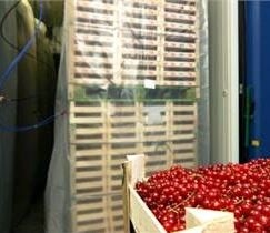 Clear benefits from CA storage for raspberries