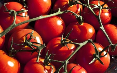 felix-tomates