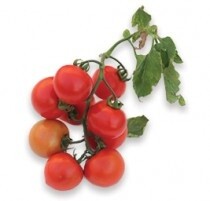 tomato-square-210x201
