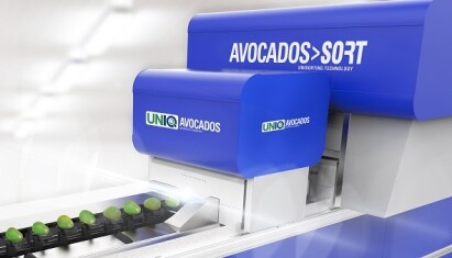 avocados-sort-and-uniq-avocados