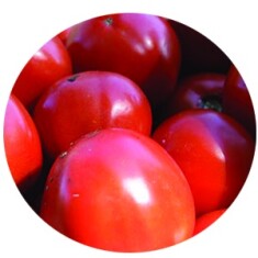 field-tomato-300x300
