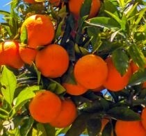 felix-naranja