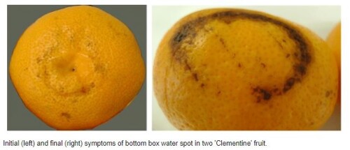 citosol-1-bottom-end