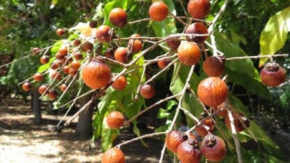 árbol-del-jabón.JPG