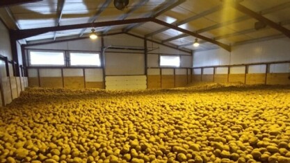 Tendencias-y-desafíos-en-la-producción-y-conservación-de-las-patatas.jpg