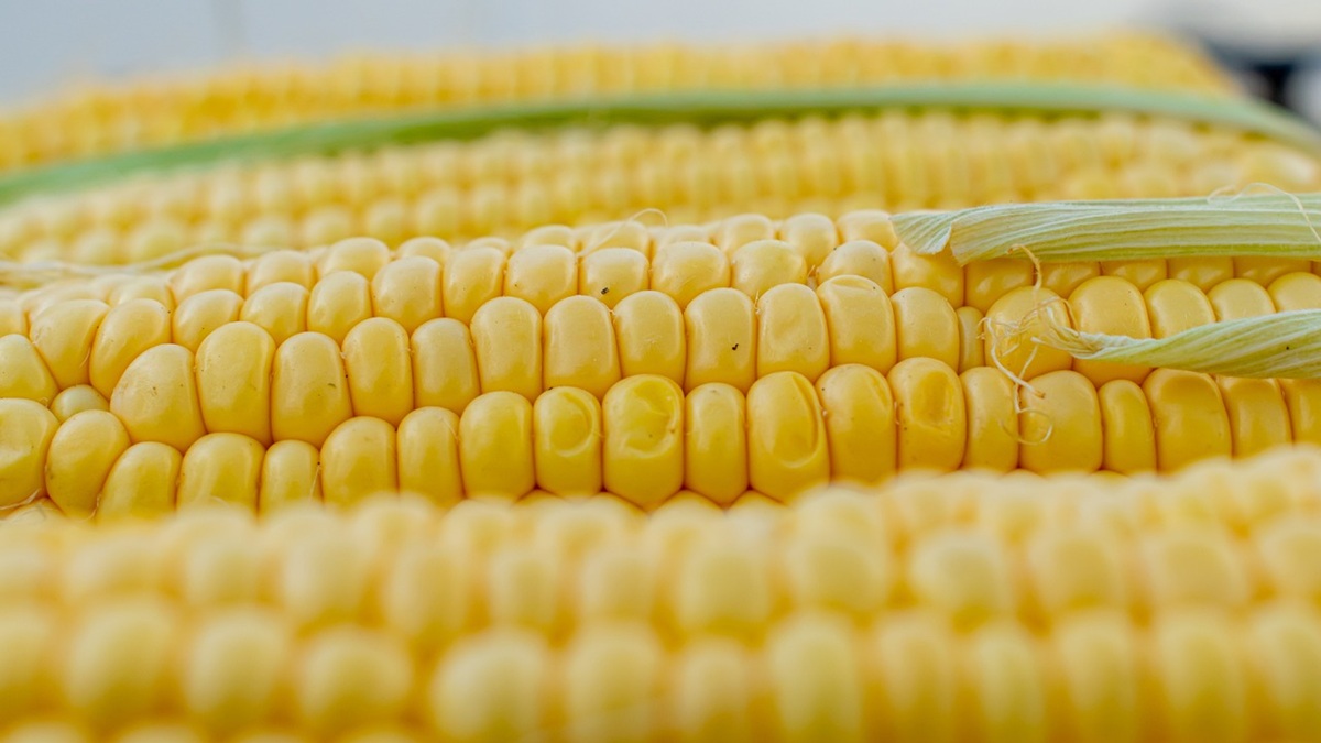 corn-5199393_1280.jpg