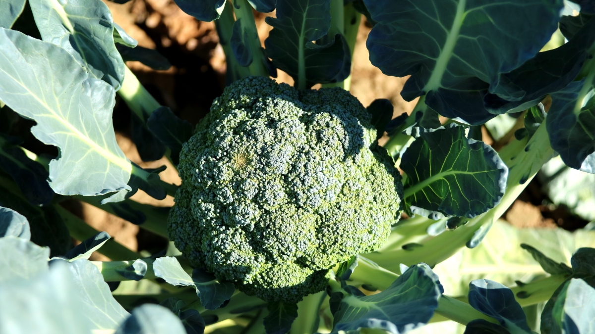 jsbaw7160-broccoli-992710.jpg