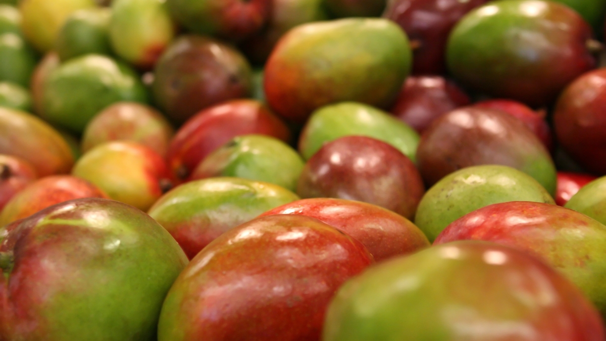 shutterbug26-mango-1239347.jpg