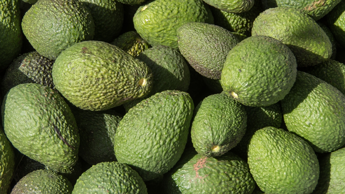 sandid-avocados-2972616.jpg