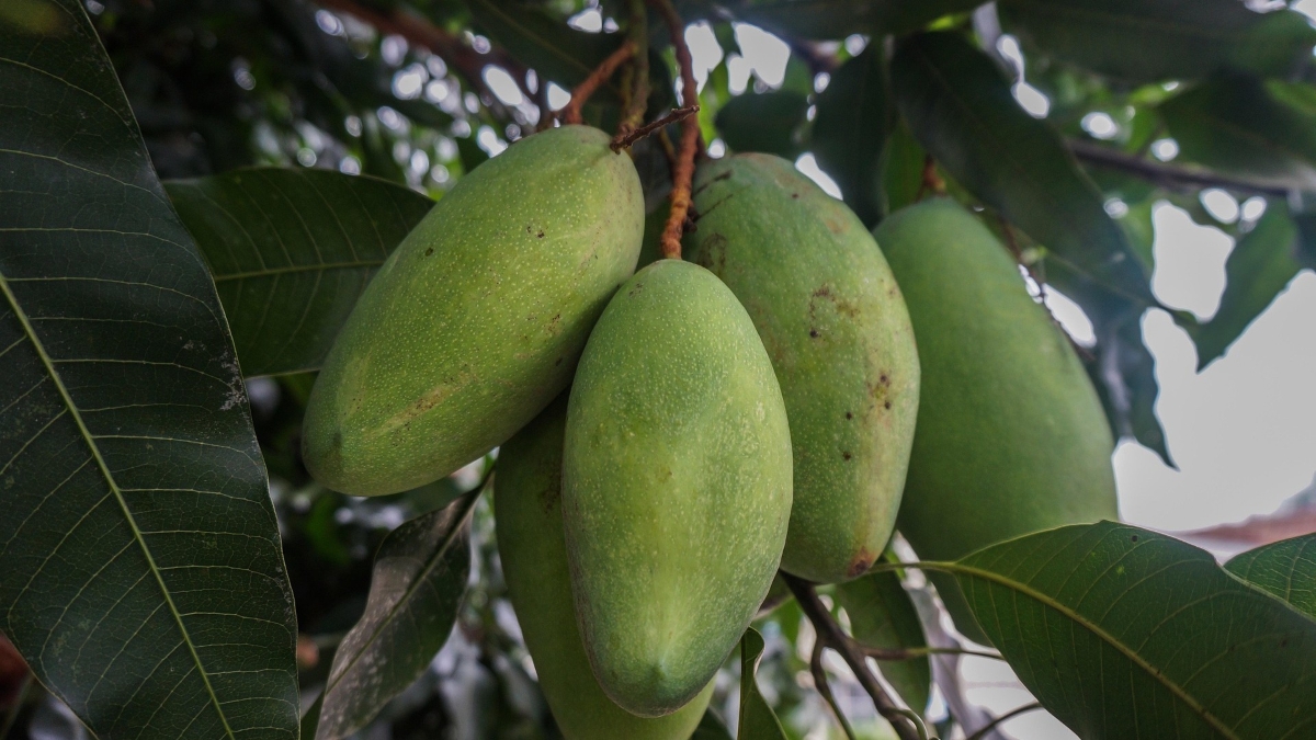 najibzamri-fruit-4780611_1920.jpg