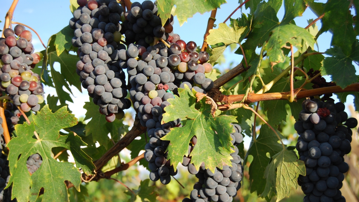 anknoche-grapes-727188.jpg