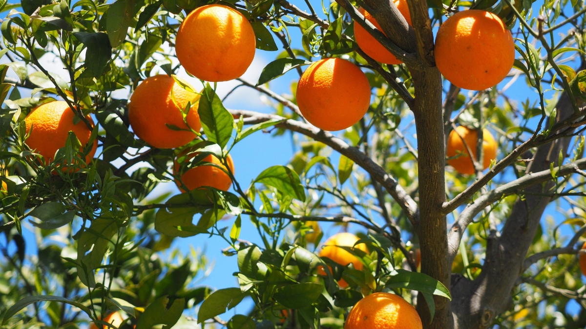 hans-oranges-1117628.jpg