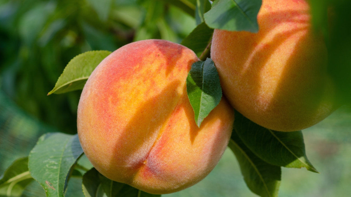 kathas_fotos-peaches-7395590.jpg