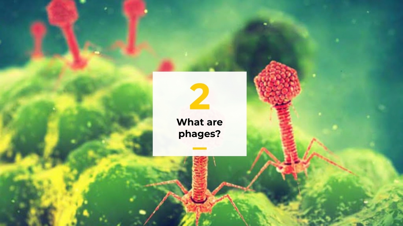 Phages.jpeg
