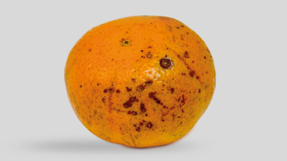 bea-citricos-1-ManchaZmarrom-e1701598149351.png