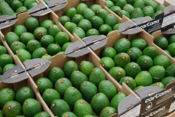 palta-hass-colombia